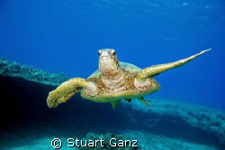 The Hawaiian Green Sea Turtle. "Honu". This shot was take... by Stuart Ganz 